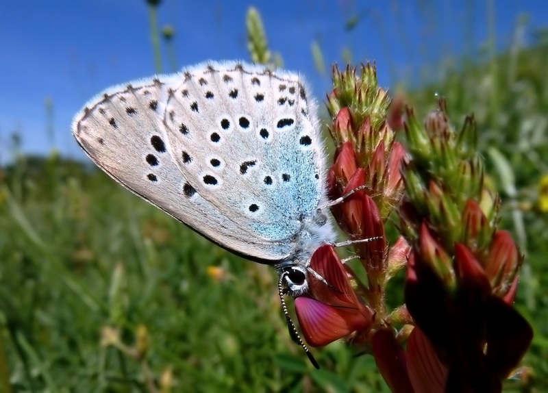 Phengaris arion = Maculinea arion